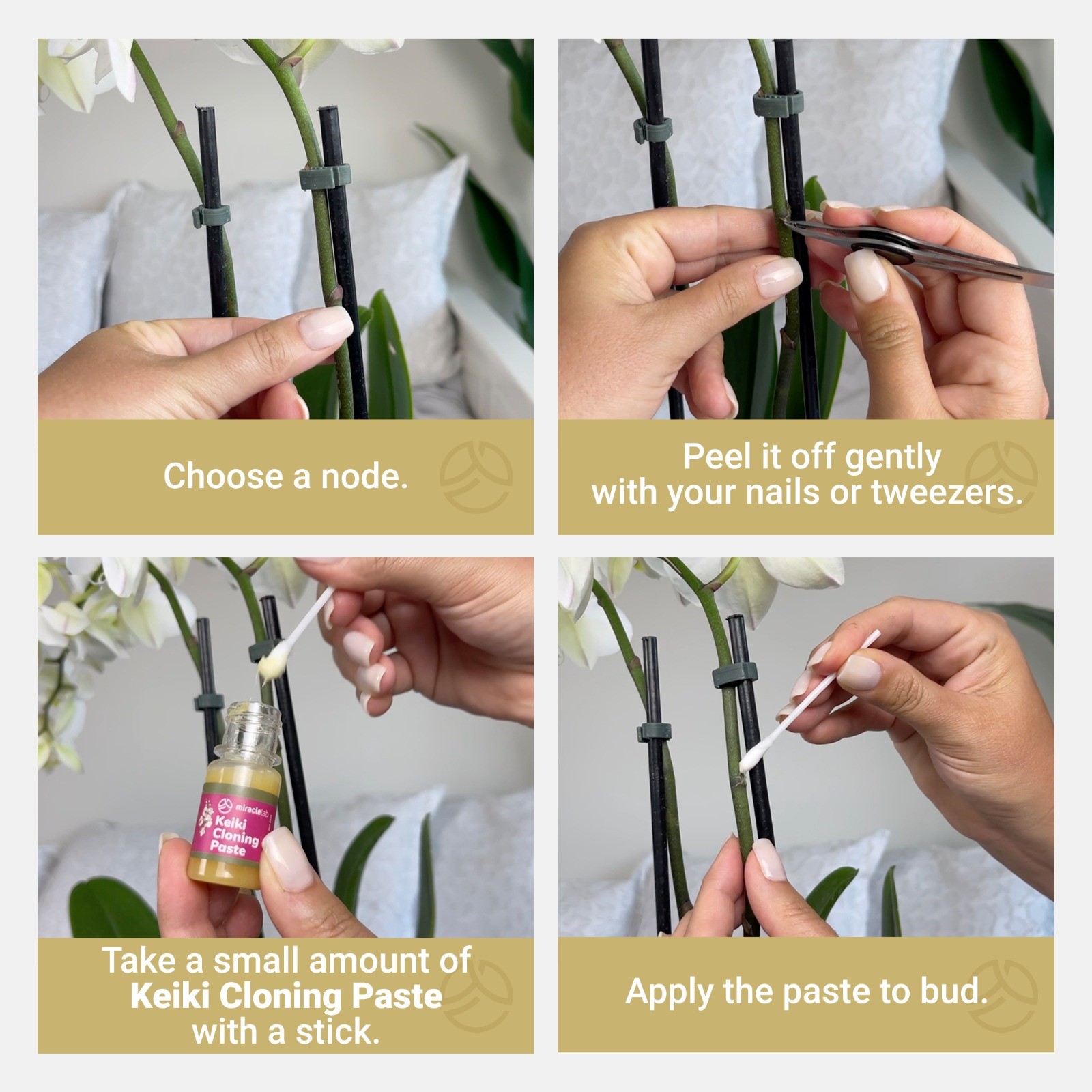 keiki cloning paste United states