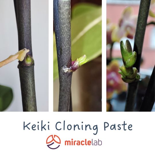 Orchid care keiki paste - Miracle Lab, LLC keiki cloning paste United states